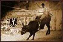 Bull Fight Mexico